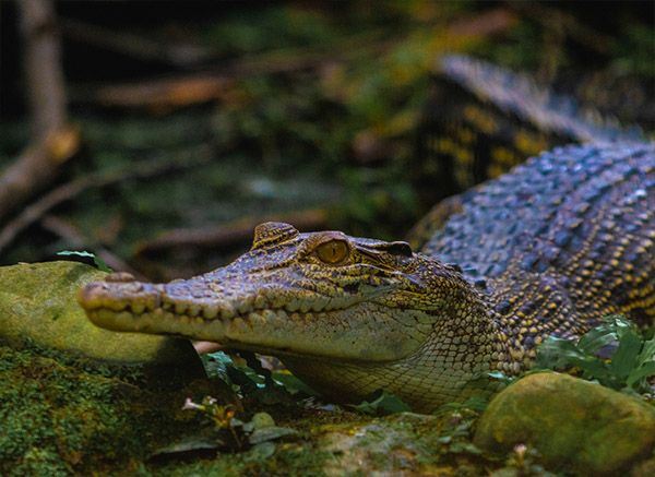 Brunei Wildlife Crocodile